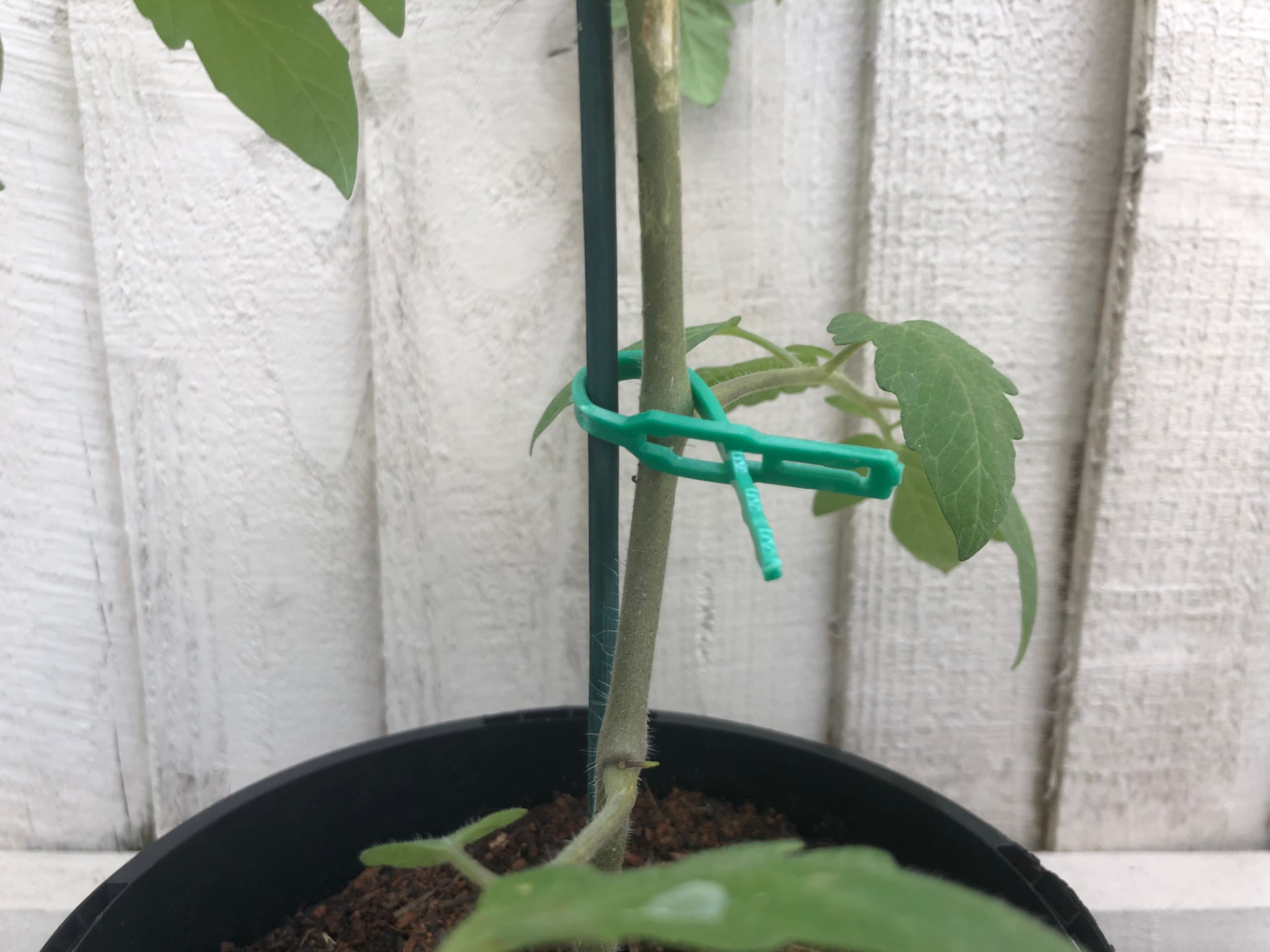 Six Ways to Use Zip Ties in Your Garden Plot